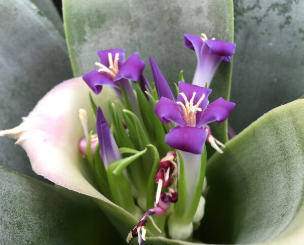 Neoregelia bahiana (syn. bahiana Forma Viridis) – Bild 3