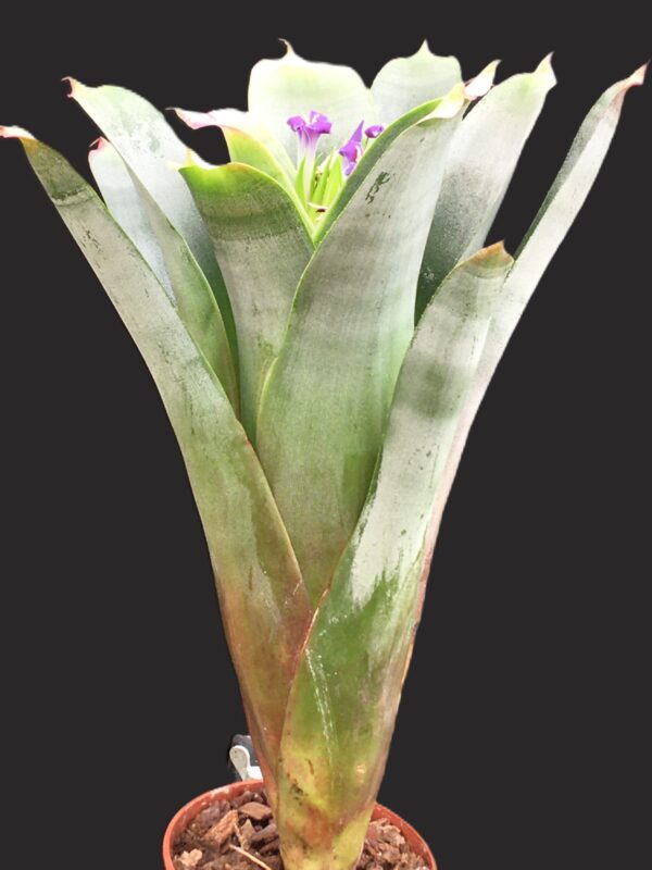 Neoregelia bahiana (syn. bahiana Forma Viridis) – Bild 7