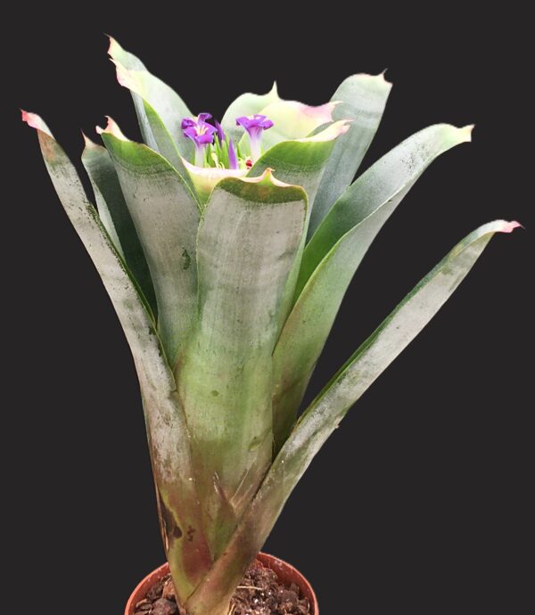 Neoregelia bahiana (syn. bahiana Forma Viridis) – Bild 6