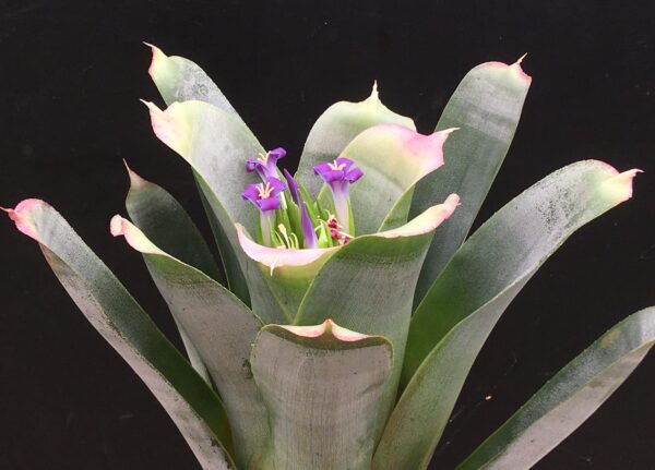 Neoregelia bahiana (syn. bahiana Forma Viridis) – Bild 5