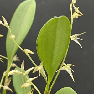 Pleurothallis dryadum