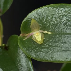 Pleurothallis pridgeoniana