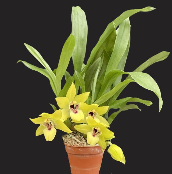 Promenaea (Limelight x xanthina) x Zygoneria Adelaide Meadows – Bild 3