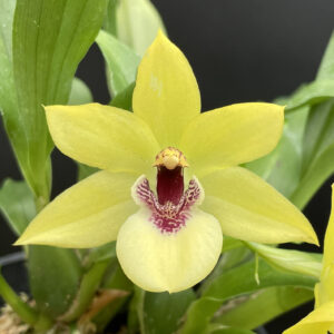Promenaea (Limelight x xanthina) x Zygoneria Adelaide Meadows