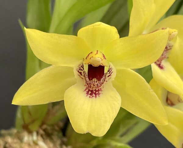 Promenaea (Limelight x xanthina) x Zygoneria Adelaide Meadows – Bild 6