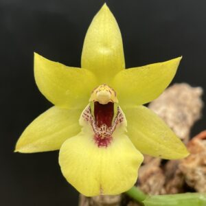 Promenaea (Limelight x xanthina) x Zygoneria Adelaide Meadows