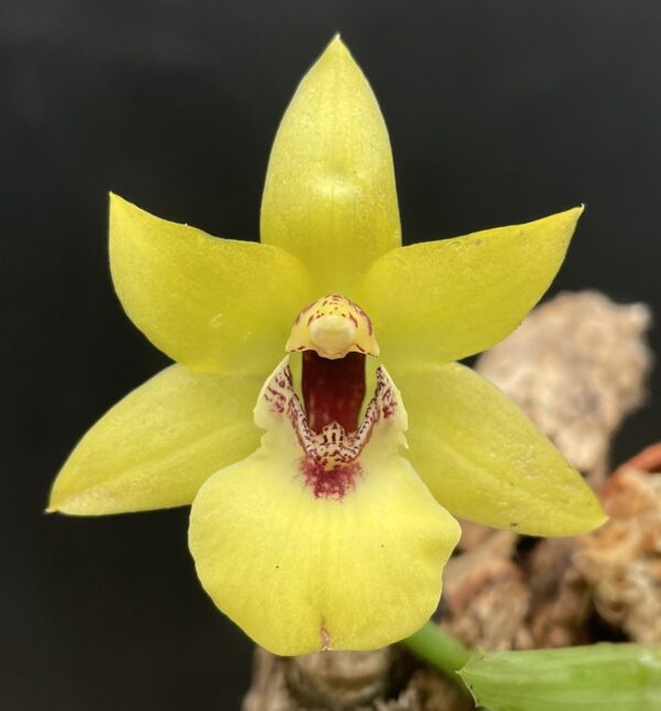 Promenaea (Limelight x xanthina) x Zygoneria Adelaide Meadows