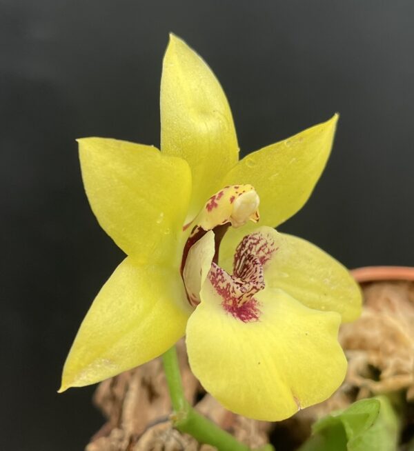 Promenaea (Limelight x xanthina) x Zygoneria Adelaide Meadows – Bild 5