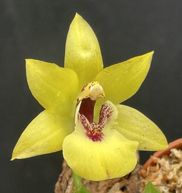 Promenaea (Limelight x xanthina) x Zygoneria Adelaide Meadows – Bild 4