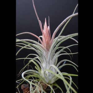 Tillandsia Holm's Pinatubo
