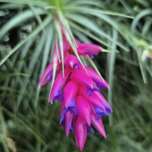 Tillandsia Holm's Sapphire x Holm's Star Rose