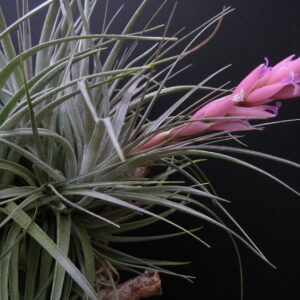 Tillandsia Holm's Rosemary