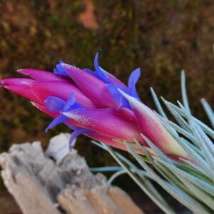 Tillandsia Holm's Sapphire x recurvifolia 'subsecundifolia'