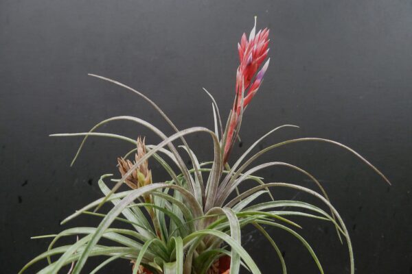 Tillandsia canescens – Bild 5