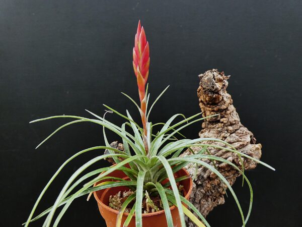 Tillandsia canescens – Bild 3