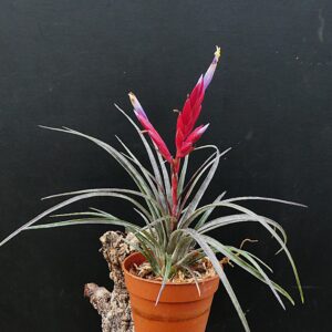 Tillandsia canescens
