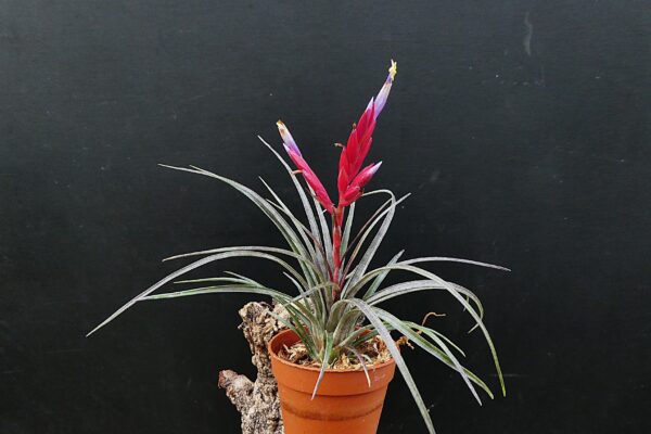Tillandsia canescens