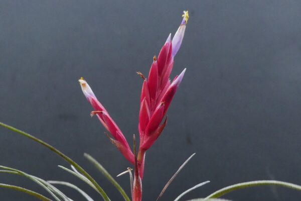 Tillandsia canescens – Bild 4