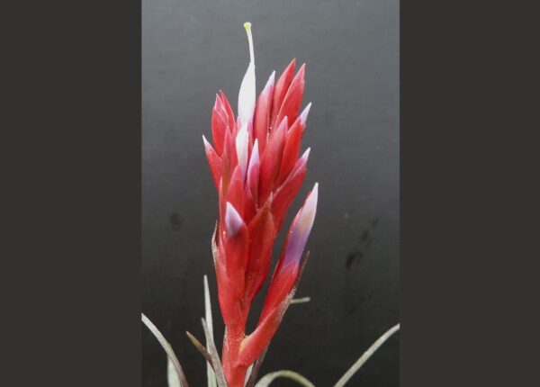 Tillandsia canescens – Bild 2