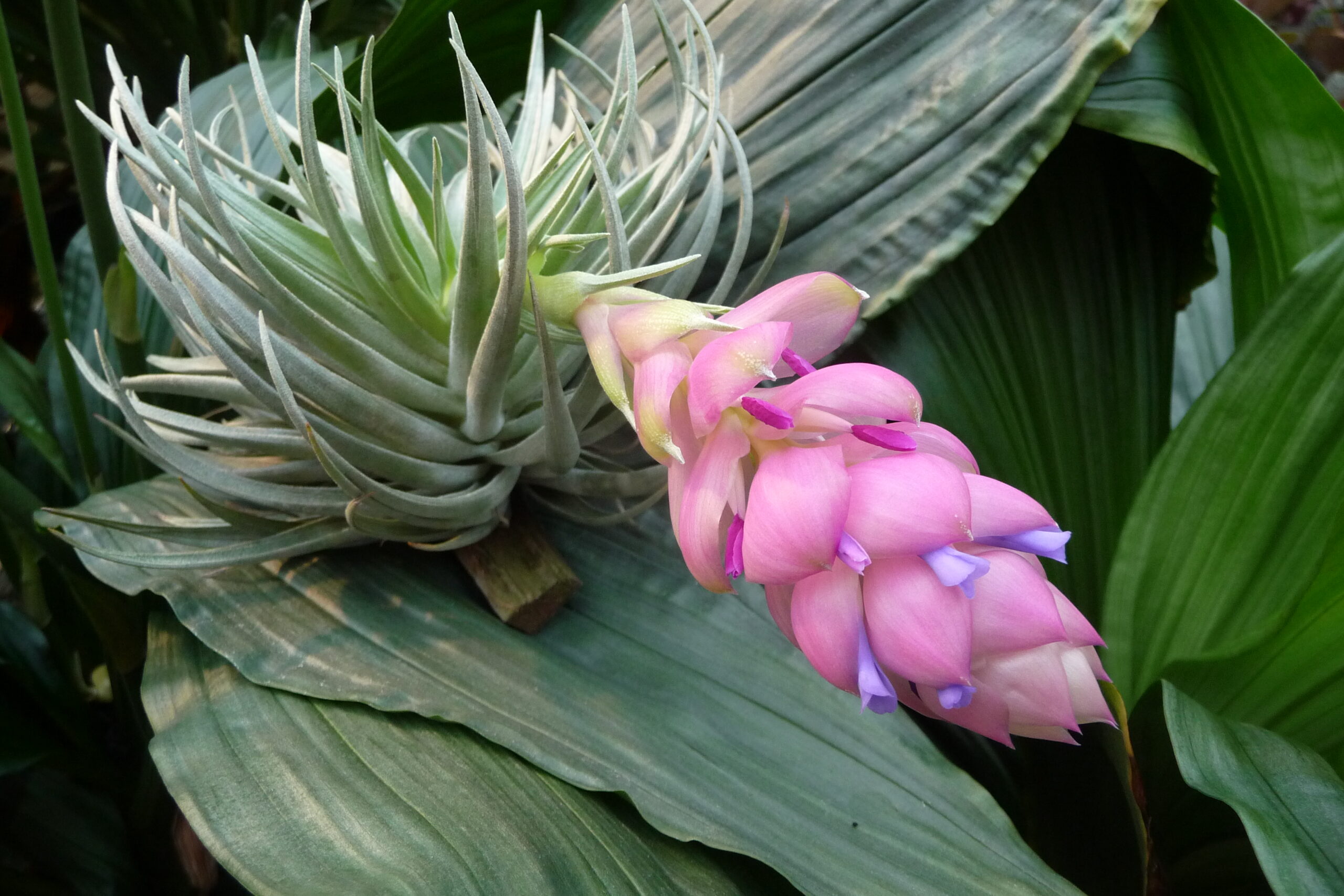 Tillandsia carminea – Bild 4