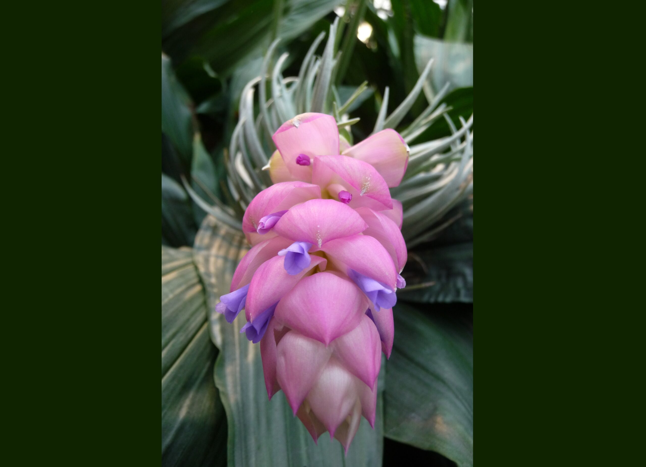 Tillandsia carminea – Bild 11