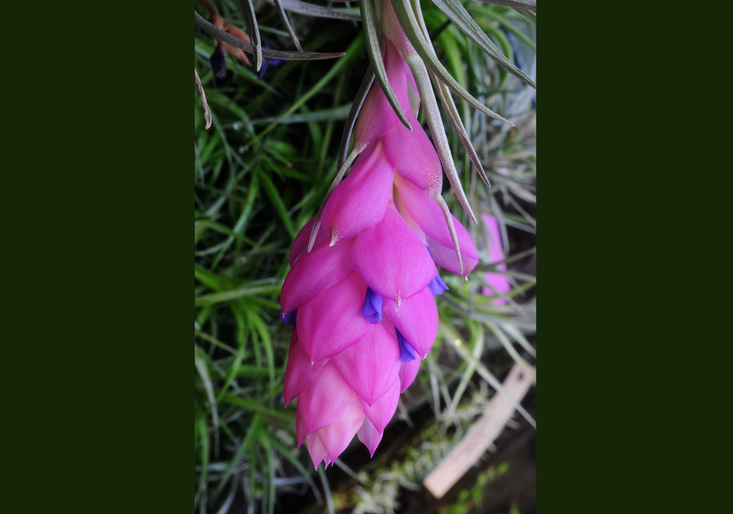 Tillandsia carminea