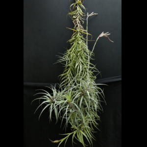 Tillandsia incarnata