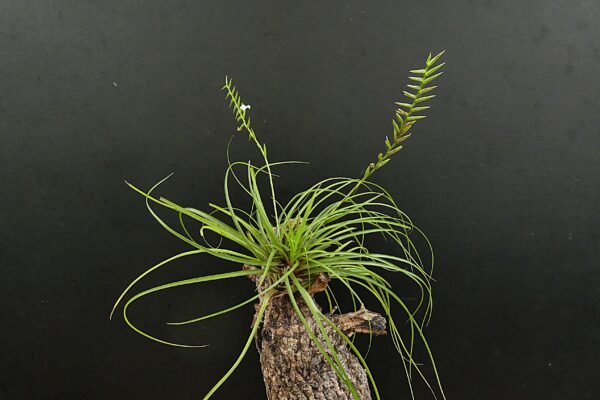 Lemeltonia narthecioides (former: Tillandsia narthecioides) – Bild 4