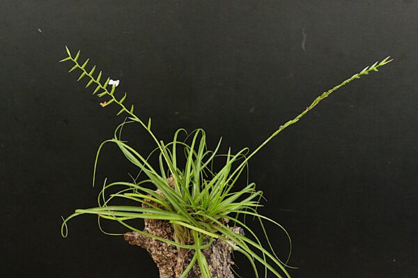 Lemeltonia narthecioides (former: Tillandsia narthecioides) – Bild 2
