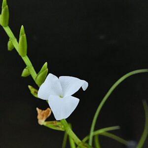 Lemeltonia narthecioides (former: Tillandsia narthecioides)