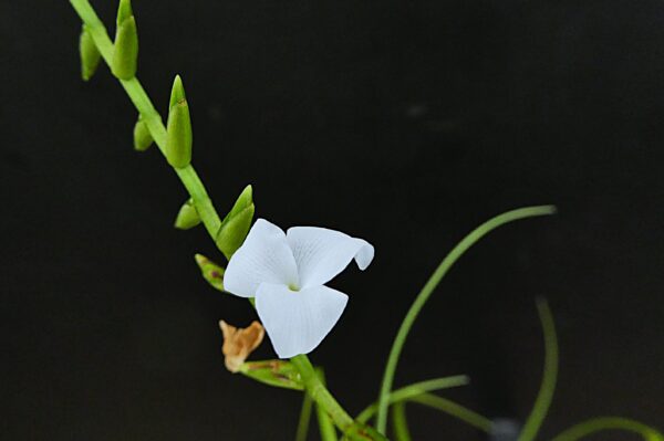 Lemeltonia narthecioides (former: Tillandsia narthecioides)
