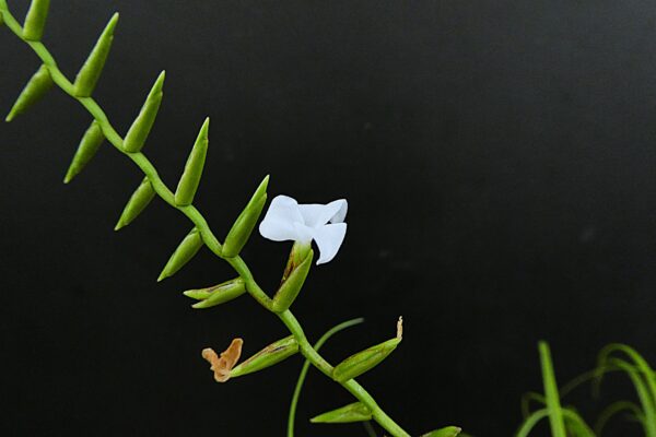 Lemeltonia narthecioides (former: Tillandsia narthecioides) – Bild 3