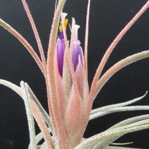 Tillandsia Holm's Pacaya