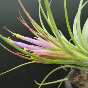 Tillandsia Holm's Yellowstone