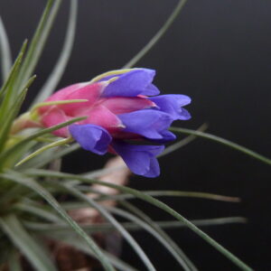 Tillandsia Holm's Purple Star