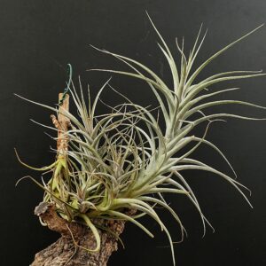 Tillandsia werdermannii
