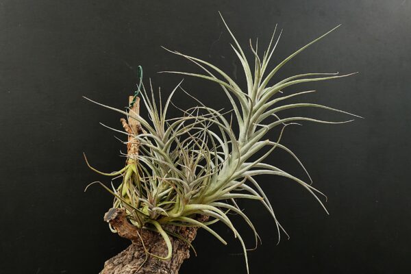 Tillandsia werdermannii
