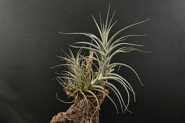 Tillandsia werdermannii – Bild 3