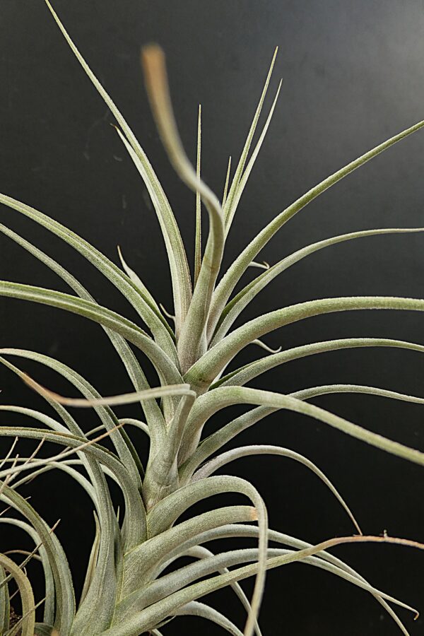 Tillandsia werdermannii – Bild 2