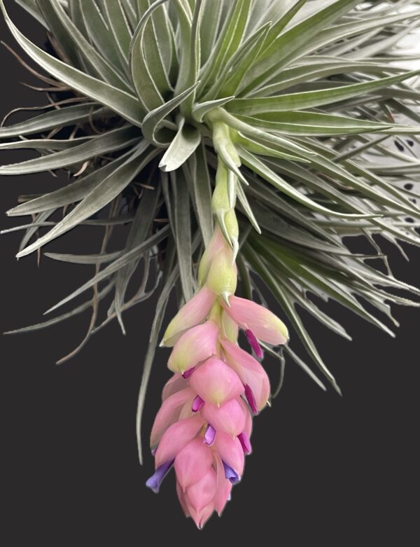 Tillandsia carminea – Bild 7