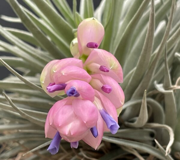 Tillandsia carminea – Bild 4