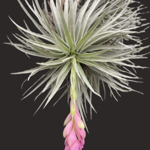 Tillandsia carminea