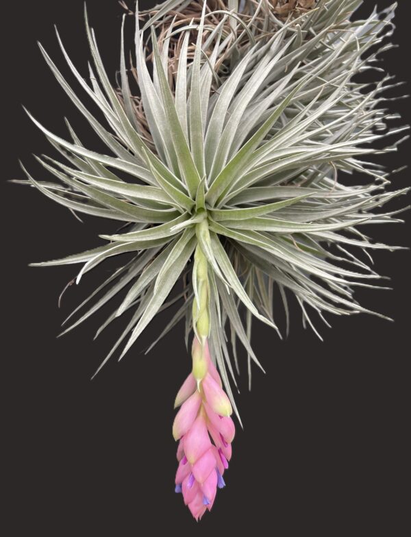 Tillandsia carminea