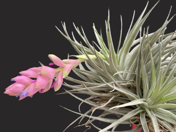 Tillandsia carminea – Bild 8