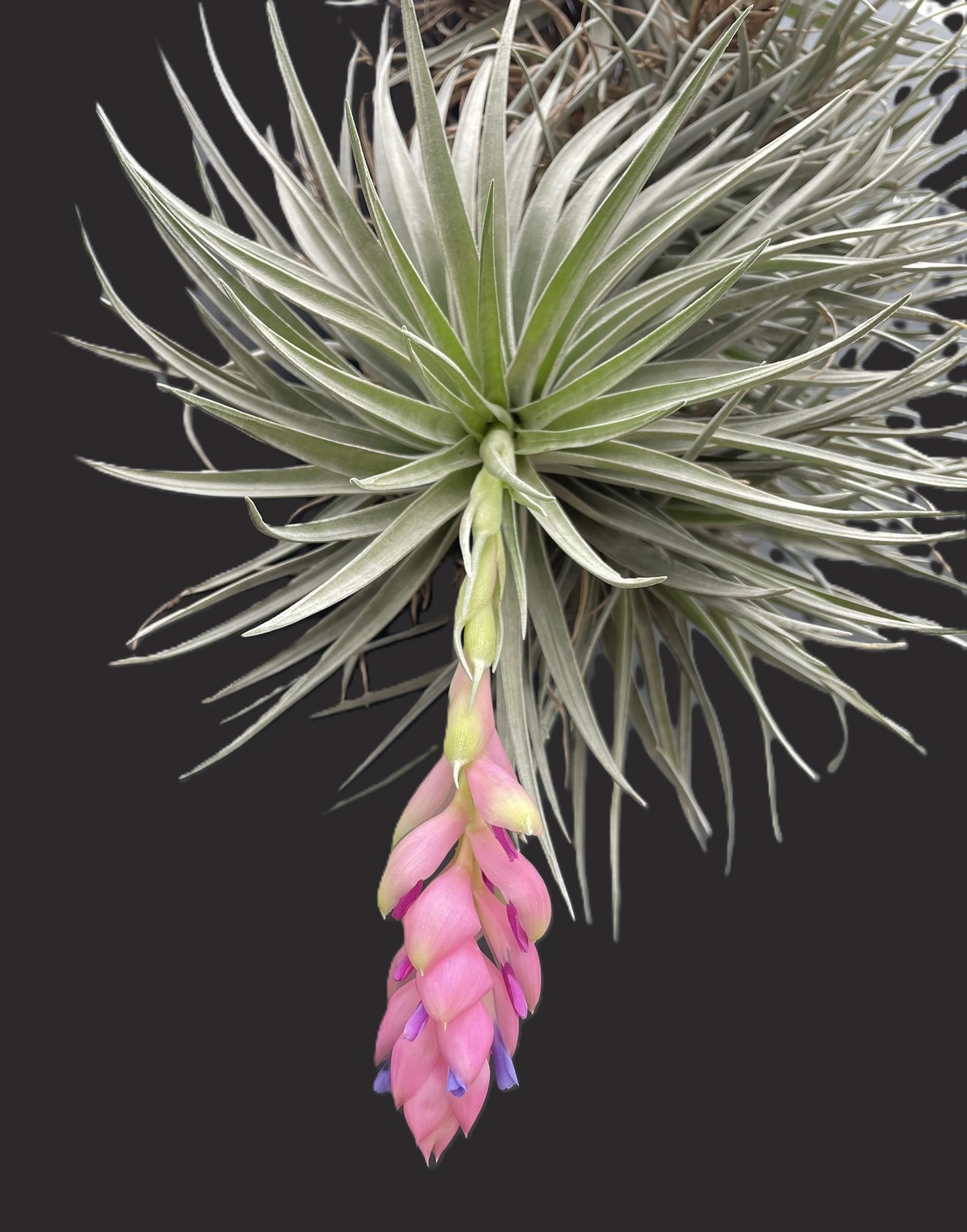 Tillandsia carminea – Bild 2
