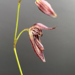 Pleurothallis pachyglossa