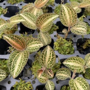 Anoectochilus koshunensis