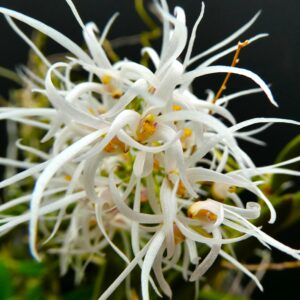 Dockrillia linguiforme