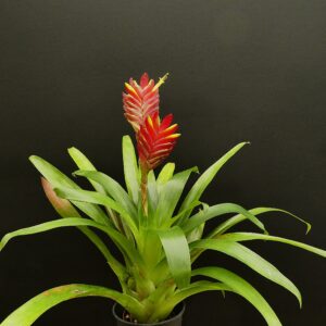 Vriesea carinata (Hybride?)