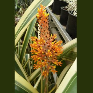 Aechmea caudata 'variegata'